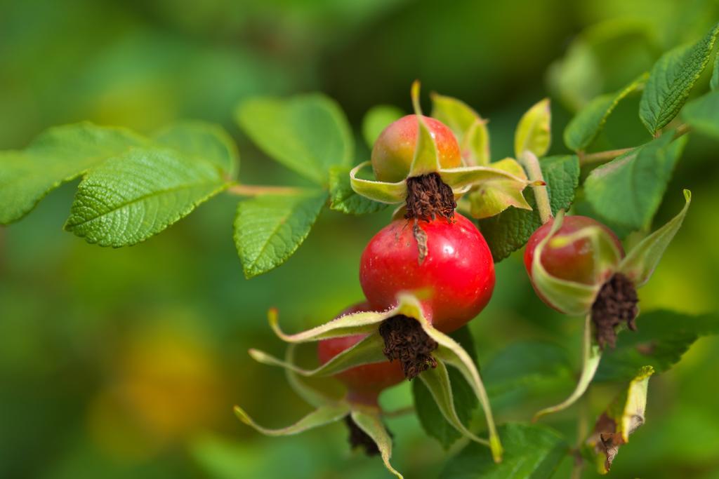 Pension Aloisia Scheffau am Wilden Kaiser Dış mekan fotoğraf