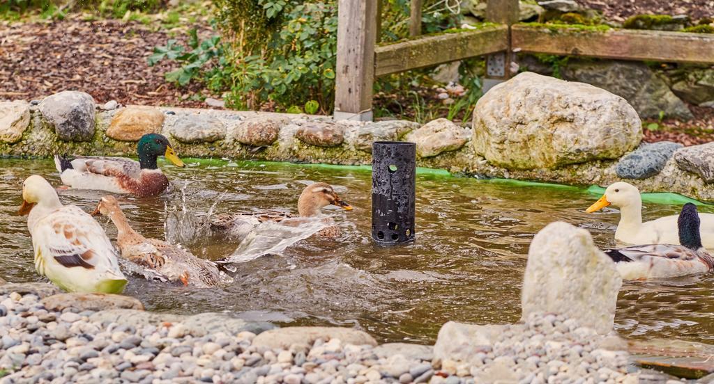 Pension Aloisia Scheffau am Wilden Kaiser Dış mekan fotoğraf