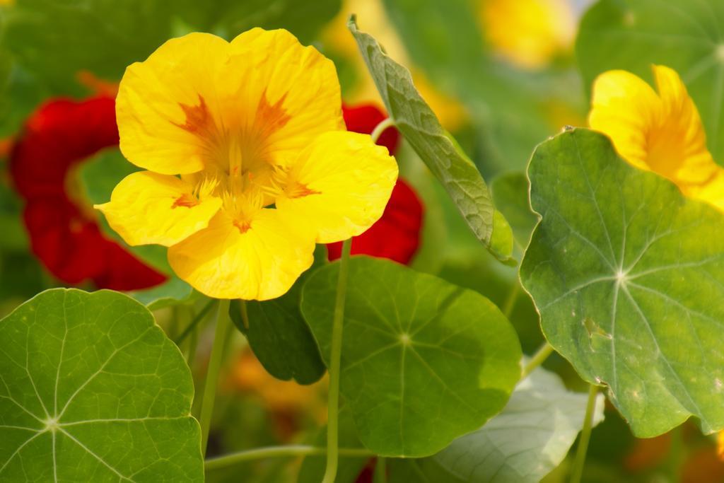 Pension Aloisia Scheffau am Wilden Kaiser Dış mekan fotoğraf