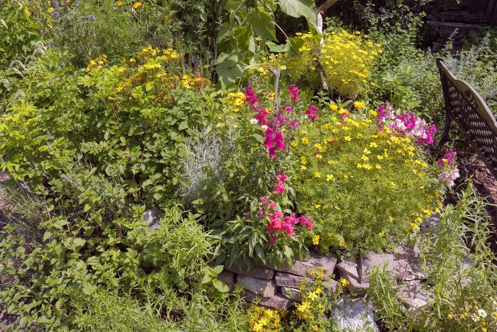 Pension Aloisia Scheffau am Wilden Kaiser Dış mekan fotoğraf