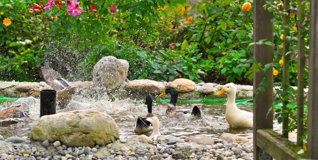 Pension Aloisia Scheffau am Wilden Kaiser Dış mekan fotoğraf