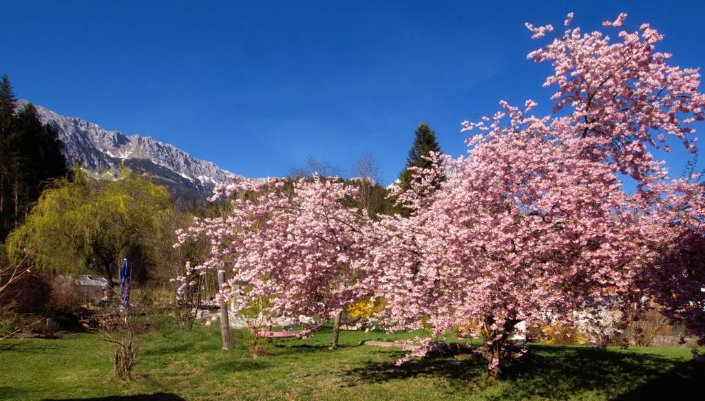 Pension Aloisia Scheffau am Wilden Kaiser Dış mekan fotoğraf